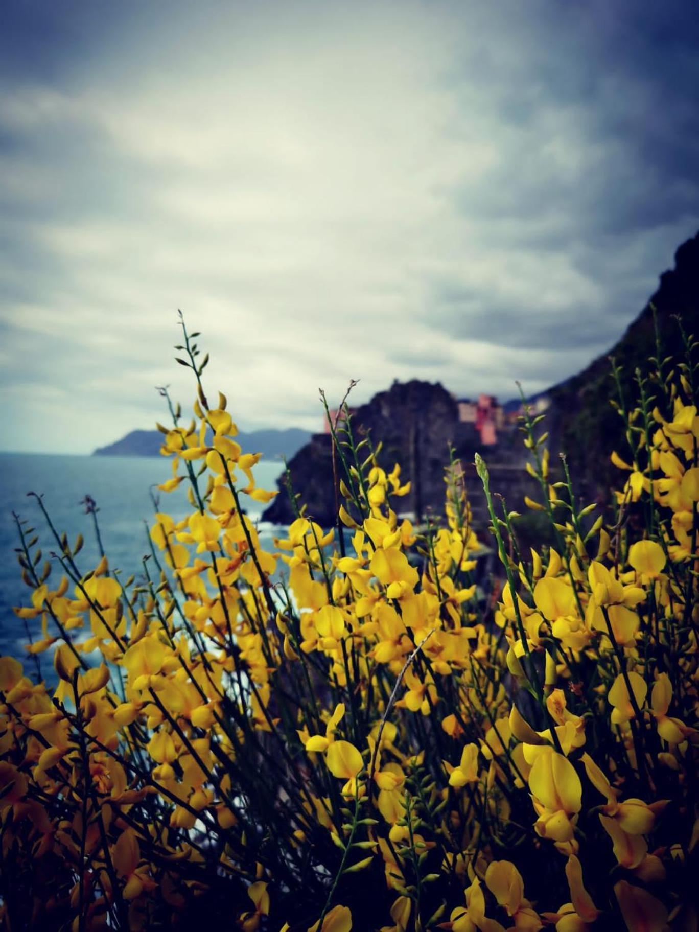 La Rosa Dei Venti Guest house Monterosso al Mare
